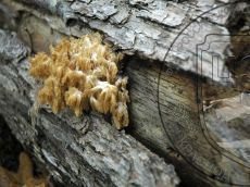 Гериций-коралловидный_Навагир